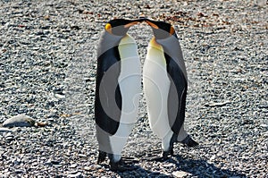 Kissing King Penguins