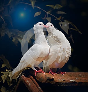 Kissing of love, love bird pigeon, pair of white pigeon, bird of heaven, bird of Peace