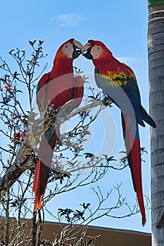 Kissing McCaw parrots in Dominican Republic