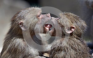 Kissing monkeys