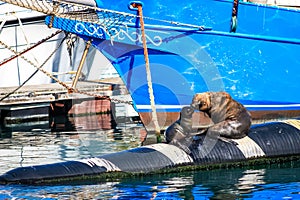 Kissing Mother Seal and Seal Pup in Hout Bay