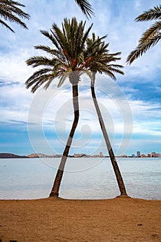 Kissing palm trees on the beach in La Manga photo