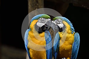 Kissing parrot birds, blue and gold macaw teasing each other while in love moment