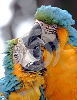 Kissing Parrots