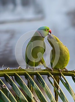 Kissing parrots