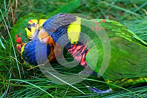 Kissing Rainbow Lorikeets