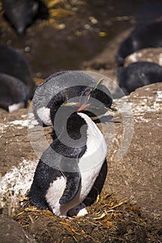 Kissing Rockhopper Penguin