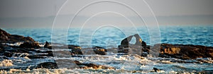 Kissing seals. Cape fur seals lay on rocks.
