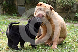 Kissing with small sharpei puppy