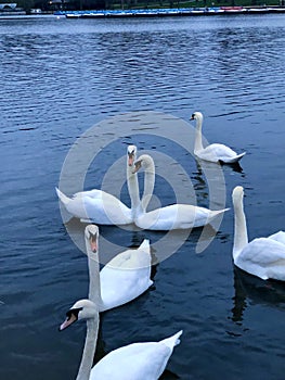 Kissing swan couple in lake.Heart shape of swans in Hyde park London United Kingdom.