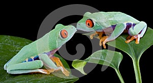 Kissing tree frogs