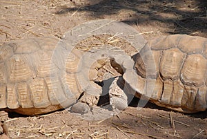 Küssen Schildkröten 