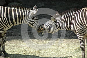 Kissing zebra horses