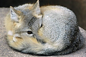 Kit Fox photo