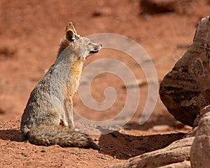 Kit Fox Mother Looking Away From Den photo