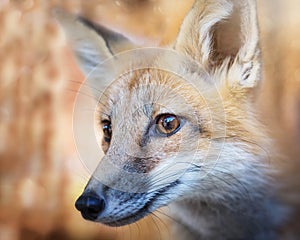 Kit Fox Portrait