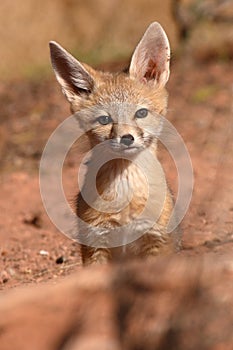 Kit Fox Pup Alone