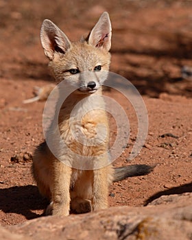 Kit Fox Puppy