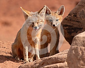 Kit Fox Puppy and Mother photo