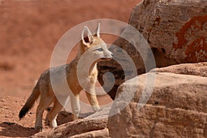 Kit Fox Puppy On The Rocks photo