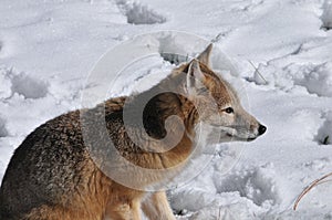 Kit Fox in the Snow