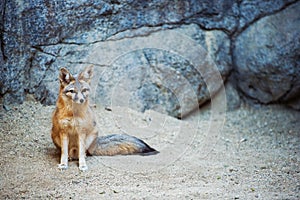 Kit Fox photo