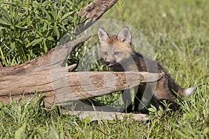 Kit red Fox