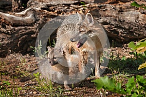 Kit Stands with Grey Fox Vixen (Urocyon cinereoargenteus)