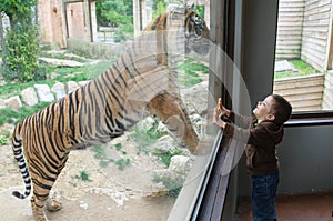 Kit at the zoo looking at a tiger