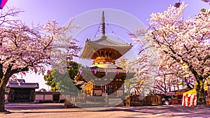 Kitain temple in springtime at Kawagoe town saitama in Japan