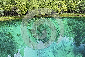 Kitch-Iti-Kipi (The Big Spring) photo