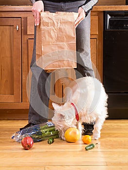 Kitchen Disaster