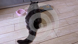 On the kitchen floor, a cat eats dry food from its shiny bowls Dinner Maine Coon