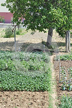 Kitchen garden