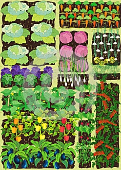 Kitchen garden