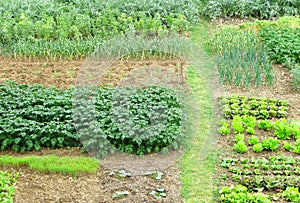 Kitchen garden