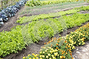 Kitchen Garden with lettuce, green onion, cabbage, tagetes