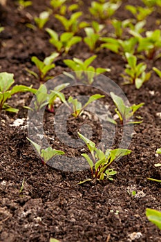 Kitchen-garden. Beet sprouts.