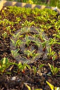 Kitchen-garden. Beet sprouts.