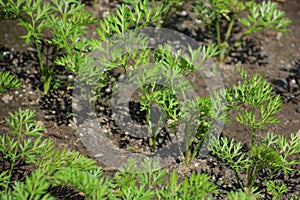 Cultivation of Carrot
