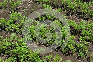 Cultivation of Carrot