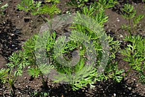 Cultivation of Carrot