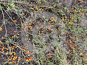 Kitchen Garden field with yellow and orange tomato vegetables, healthy organic food