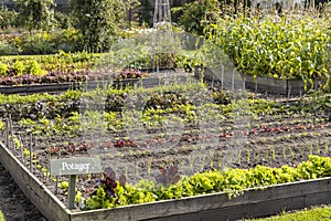 Kitchen garden with fresh produce growing in raised beds.