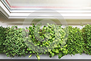 Kitchen garden - fresh raw microgreens growing on windowsill at home