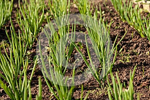 Kitchen-garden. Green onion sprouts.