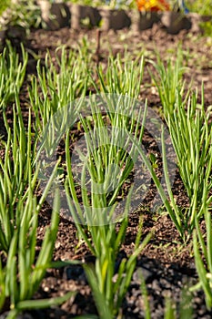 Kitchen-garden. Green onion sprouts.