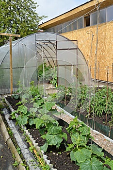 Kitchen garden and the greenhouse from polycarbonate on a country site