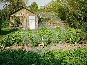 Kitchen garden or potager with garden house and rows of organic