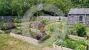 Kitchen herb garden at the Oldest House historic site on the island of Nantucket